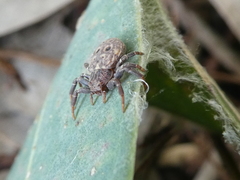 Cymbacha