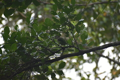 Psilopogon viridis