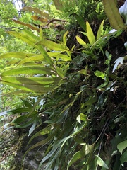 Pyrrosia polydactylos