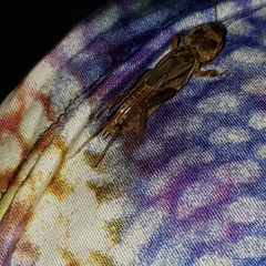 Neocurtilla hexadactyla