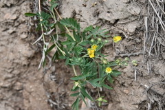 Sibbaldianthe bifurca