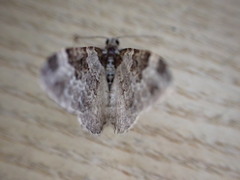 Xanthorhoe fluctuata