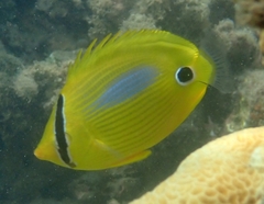 Chaetodon plebeius