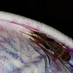 Neocurtilla hexadactyla