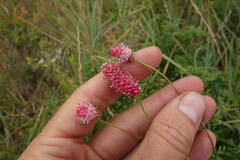 Sanguisorba tenuifolia