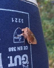 Noctuoidea