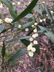 Acacia leprosa magna