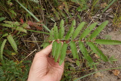 Sanguisorba tenuifolia