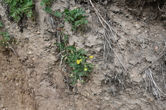 Sibbaldianthe bifurca