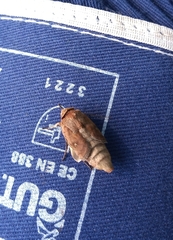 Noctuoidea
