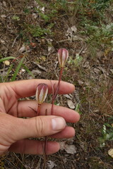 Lilium pumilum