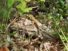 Lacerta bilineata