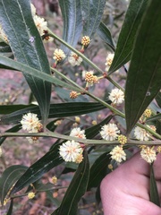 Acacia leprosa magna