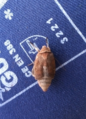 Noctuoidea