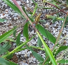 Diplacodes trivialis
