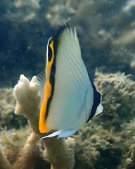 Chaetodon vagabundus