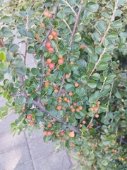 Cotoneaster hjelmqvistii