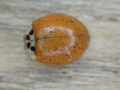 Adalia decempunctata