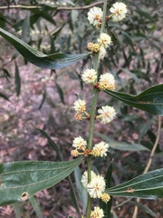 Acacia leprosa magna