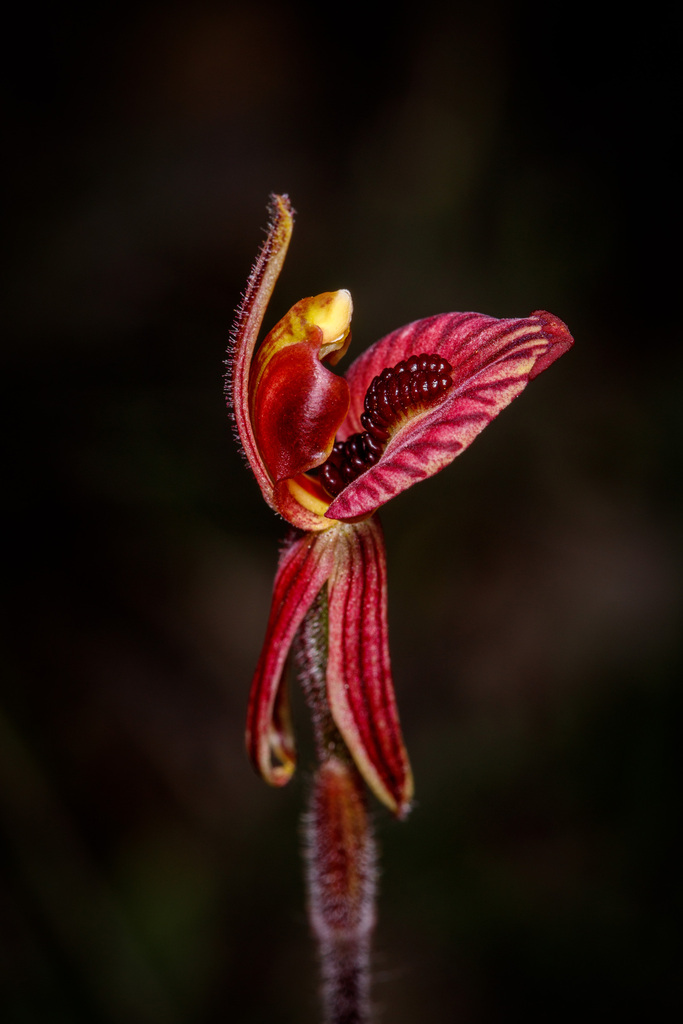 Caladenia cairnsiana