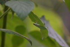 Margaroniini