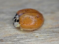 Adalia decempunctata