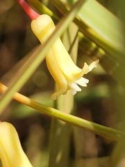 Persoonia falcata