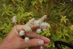 Sanguisorba tenuifolia