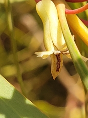 Persoonia falcata
