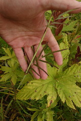 Sanguisorba tenuifolia