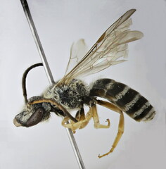 Halictus fulvipes