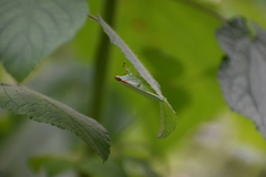 Margaroniini