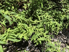 Carpesium abrotanoides