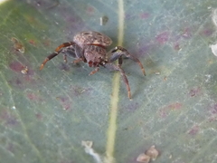 Cymbacha