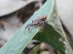 Cymbacha