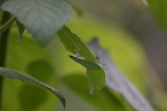 Margaroniini