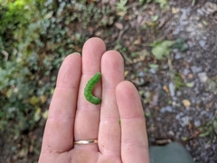 Phlogophora meticulosa