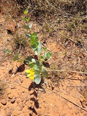 Goodenia panduriformis