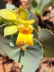 Goodenia panduriformis