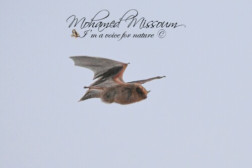 Kuhl's pipistrelle, Naama, Algeria, photo 9 of 10