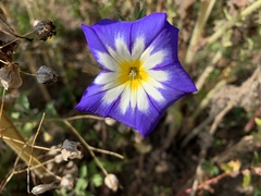 Convolvulus tricolor