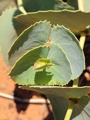 Goodenia panduriformis