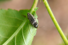 Elateridae