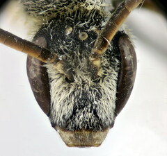 Halictus fulvipes
