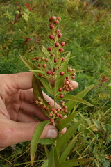 Lysimachia davurica