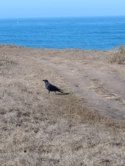 Corvus