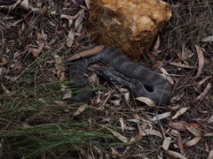 Acanthophis antarcticus