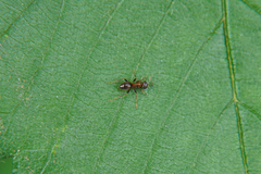 Lasius emarginatus