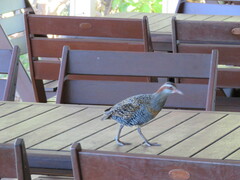 Gallirallus philippensis
