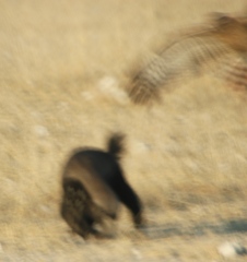 Melierax canorus argentior